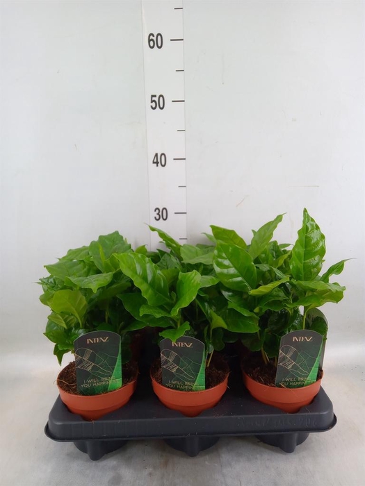 <h4>Coffea arabica</h4>