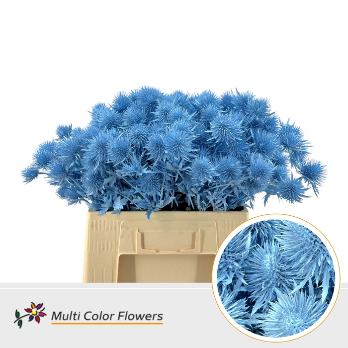 <h4>Eryngium Blauw Licht</h4>