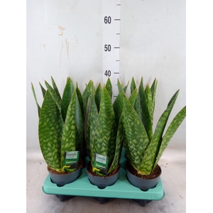 Sansevieria   ...