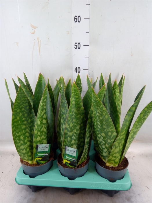 <h4>Sansevieria   ...</h4>