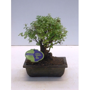 Sageretia theezans, 20cm., broom, without drip tray