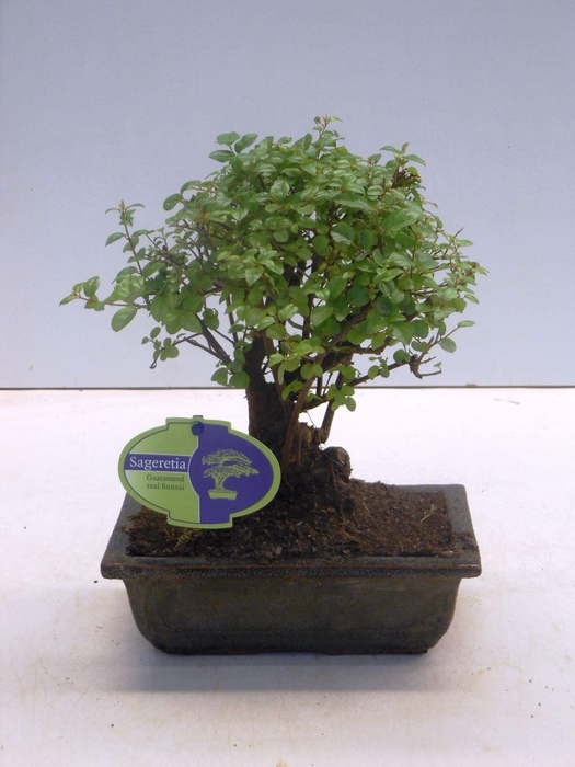 <h4>Sageretia theezans, 20cm., broom, without drip tray</h4>