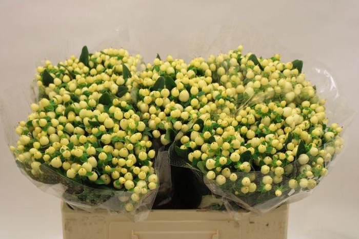 <h4>HYP MAG WHITE PRINCE</h4>