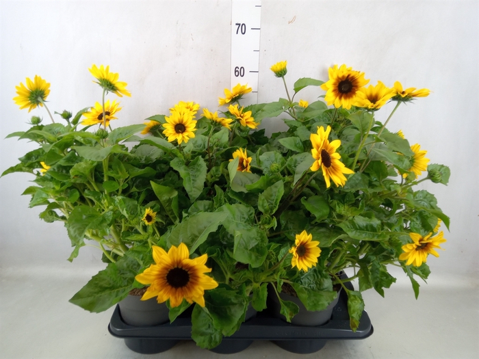 <h4>Helianthus an. 'Sunray Yellow'</h4>