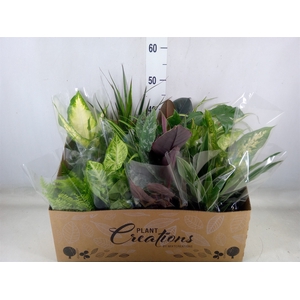 Planten Groen   ...mix 12