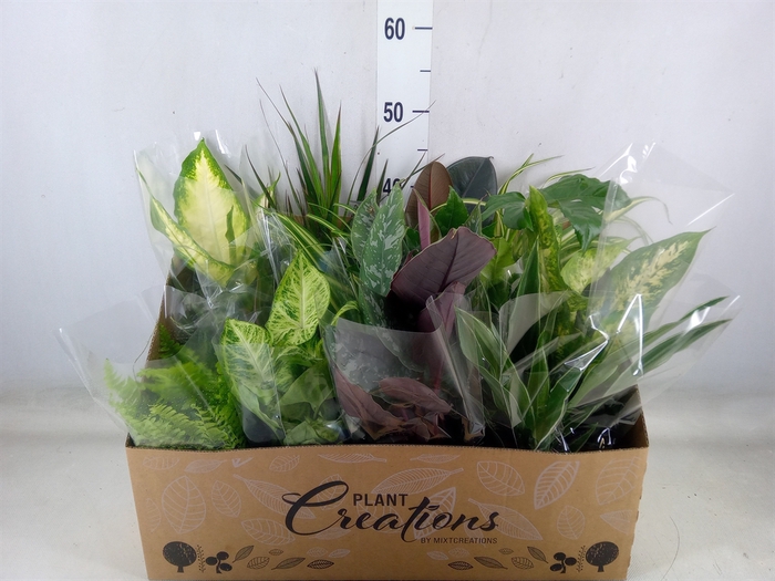 <h4>Planten Groen   ...mix 12</h4>