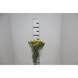 ALSTROEMERIA CARIBBEAN 080 CM