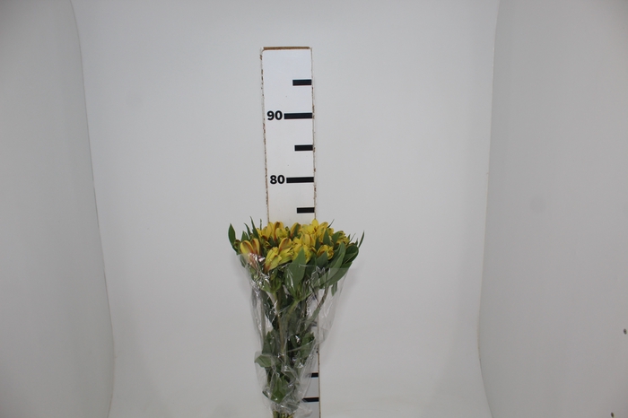 <h4>ALSTROEMERIA CARIBBEAN 080 CM</h4>