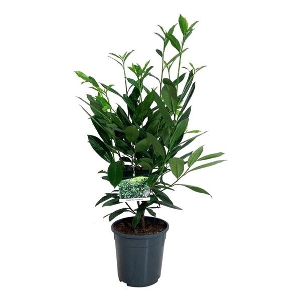 <h4>Prunus laur. 'Caucasica'</h4>