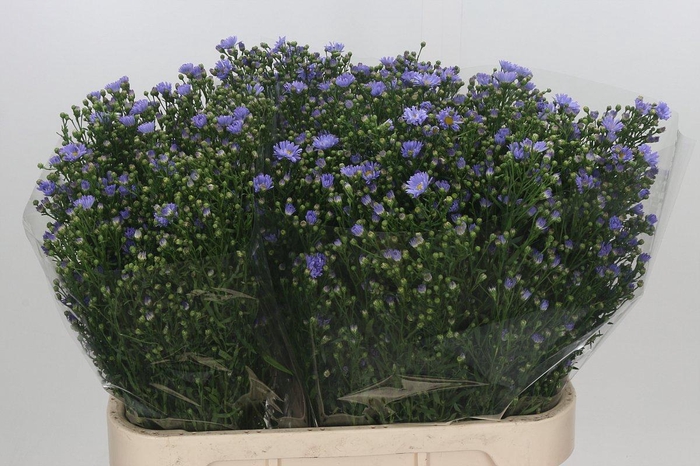 <h4>Aster Cassandra</h4>