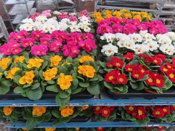 <h4>PRIM AC MIXK</h4>