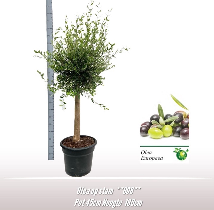 <h4>Olea europaea</h4>