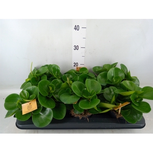 Peperomia obt. 'Green Gold'