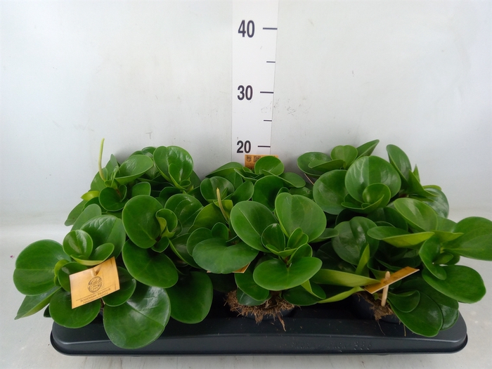 <h4>Peperomia obt. 'Green Gold'</h4>
