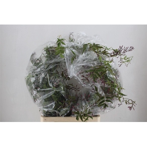 Jasmijn Ranken P Bunch