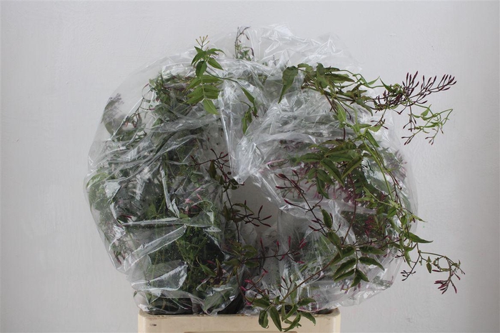 <h4>Jasmijn Ranken P Bunch</h4>