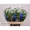 Aster Cassy