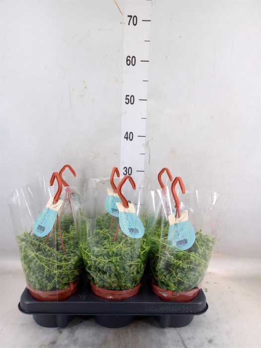 <h4>Senecio herreianus</h4>