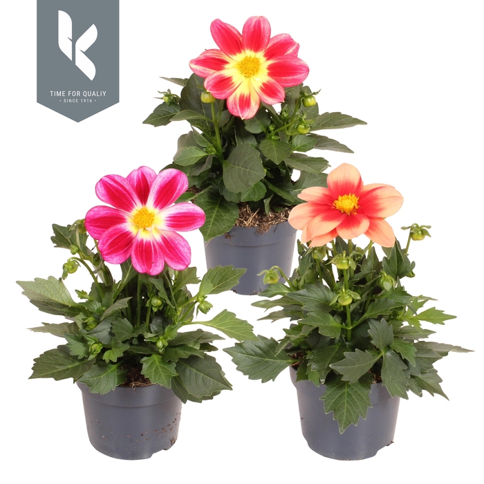 <h4>Dahlia Summerbees mix tray</h4>