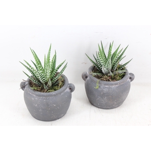 arr3 SN - Kruik haworthia