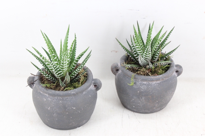 <h4>arr3 SN - Kruik haworthia</h4>
