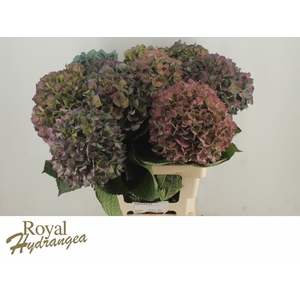 HYDR M CH PIMPERN CL