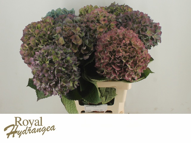 <h4>HYDR M CH PIMPERN CL</h4>