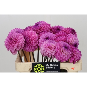 Dahlia Chicago
