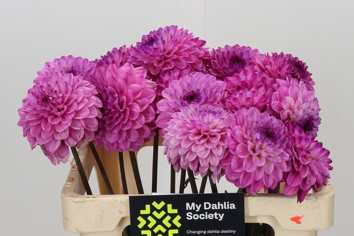 <h4>Dahlia Chicago</h4>