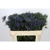 Eryngium Planum