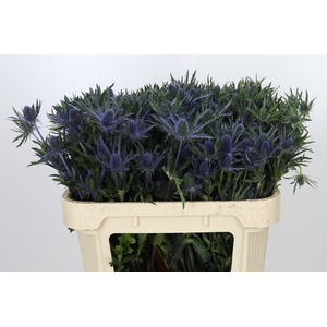 Eryngium Planum