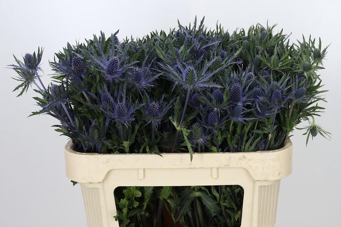 <h4>Eryngium Planum</h4>