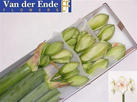 <h4>Hipp (dg) Nymph Ex</h4>