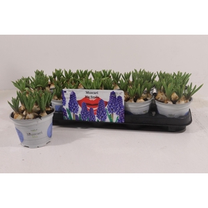 Muscari  'Big Smile'