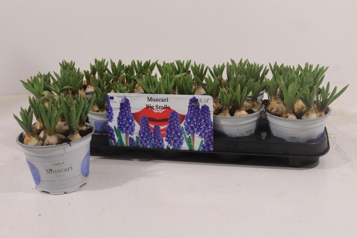 <h4>Muscari  'Big Smile'</h4>