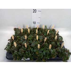 Sedum makinoi 'Kosmosje'