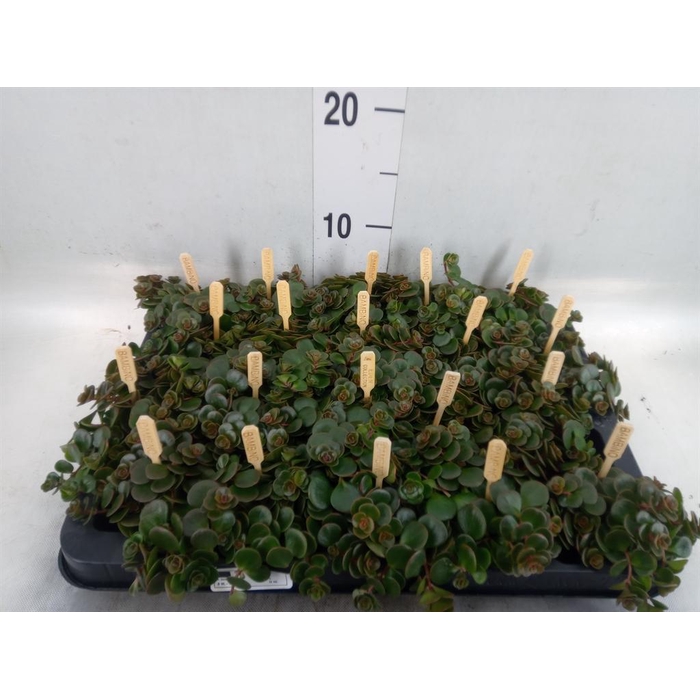 <h4>Sedum makinoi 'Kosmosje'</h4>