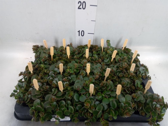 Sedum makinoi 'Kosmosje'