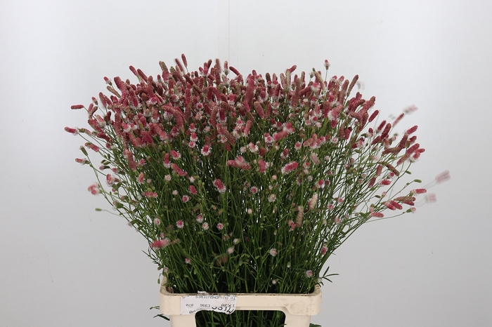 <h4>Sanguiso O Pink Tann</h4>