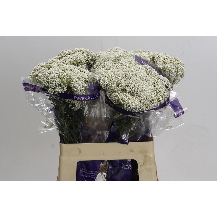 <h4>Ozoth Cooks Snow Whi</h4>