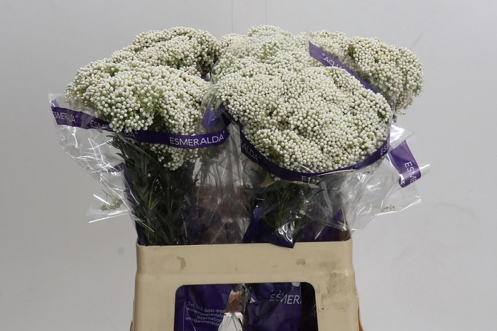 <h4>OZOTH COOKS SNOW WHI</h4>