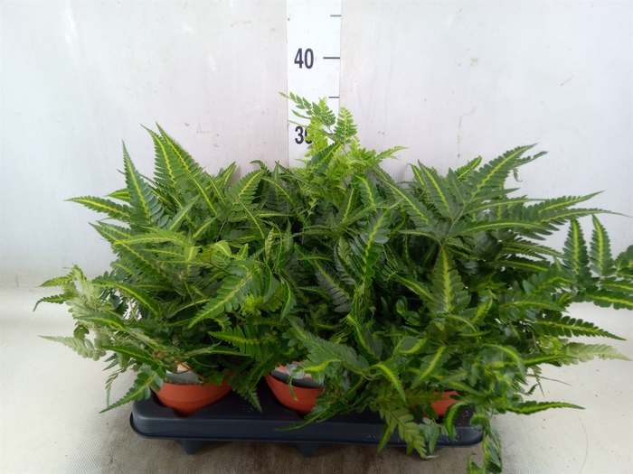 <h4>Arachniodes aristata 'Variegata'</h4>