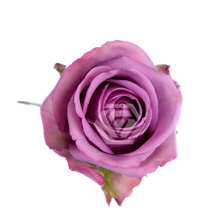 <h4>R GR COOL WATER Tessa</h4>