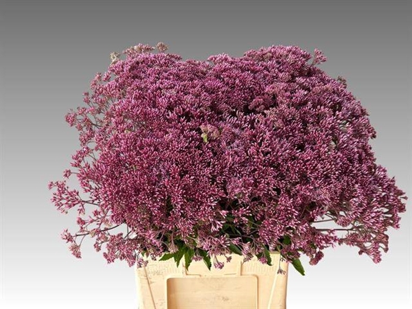 <h4>EUPAT PURPUREUM</h4>