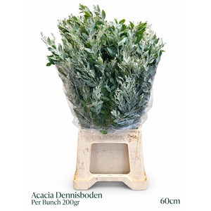 ACACIA DEALBATA BS