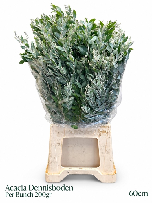 <h4>ACACIA DEALBATA BS</h4>