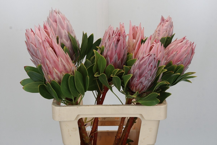 Protea Cynaroides