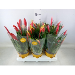 Vriesea  MF   ...mix 2