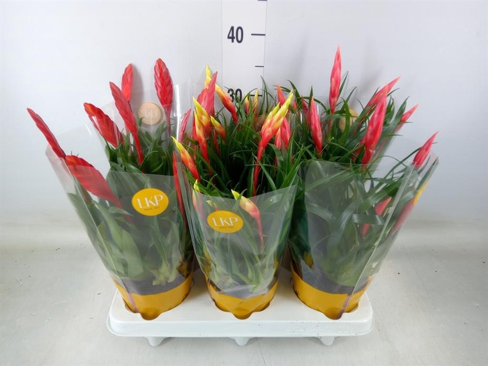 <h4>Vriesea  MF   ...mix 2</h4>