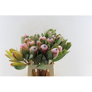 Protea Susara